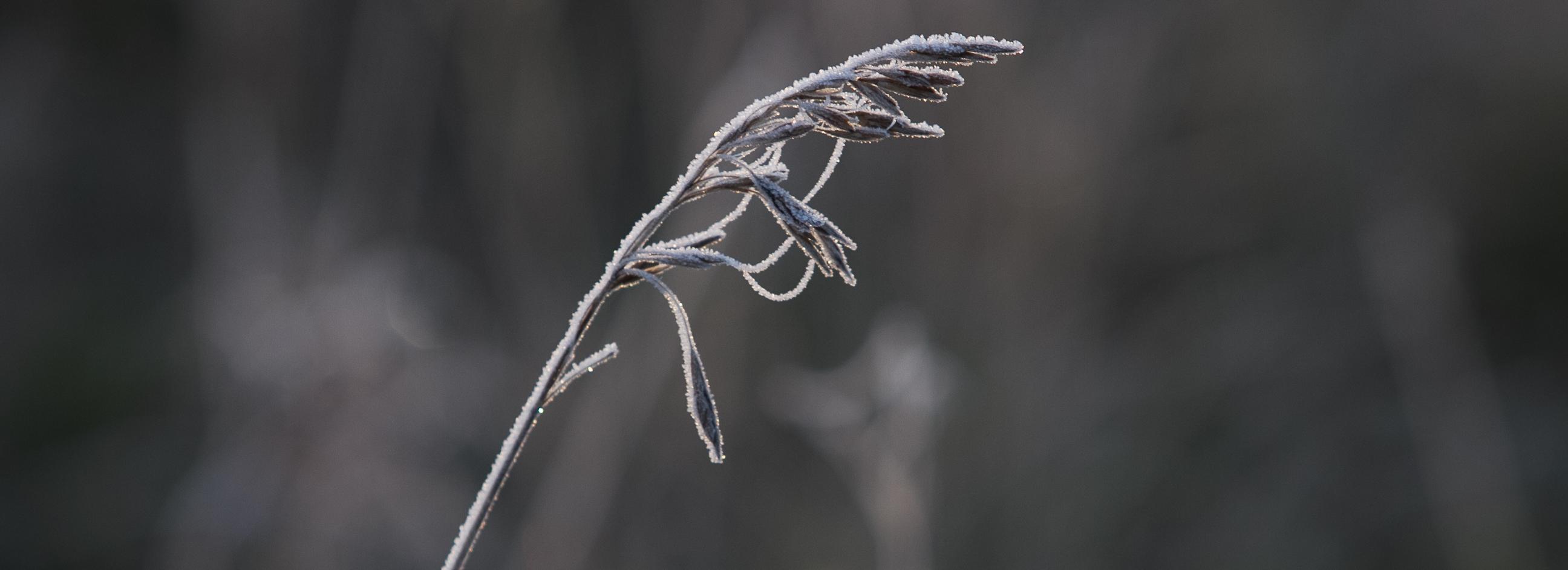 Как подготовить сад и огород к зиме — советы профессора НГАУ