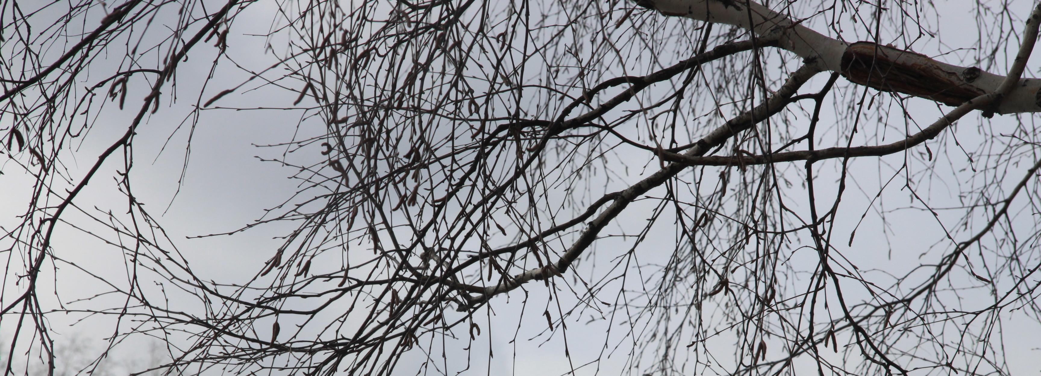 О порывистом ветре 13 апреля предупреждают жителей Новосибирска