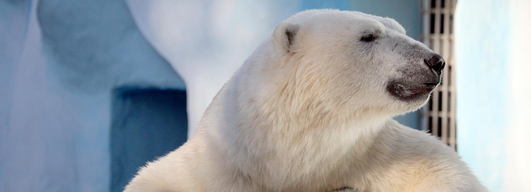 Новые вольеры и гигантские муравьеды: в зоопарке подвели итоги 2020 года