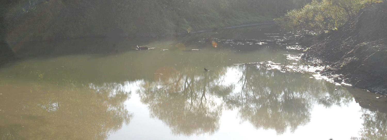 Уголовное дело завели из-за гибели рыбы в реке Амба под Новосибирском