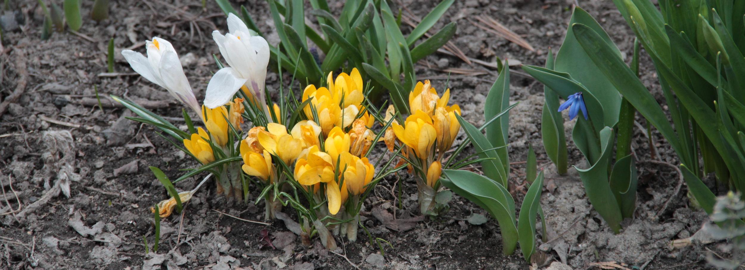 Модные карманные парки научат создавать активистов в Новосибирске