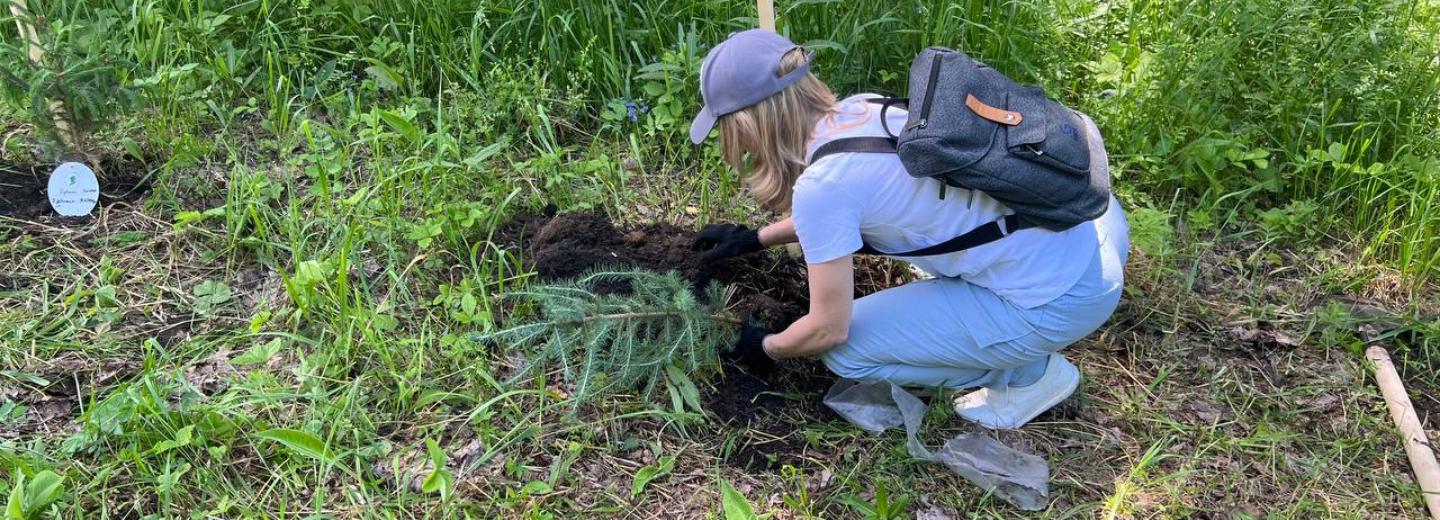 250 елей высадили в Новосибирске в День памяти и скорби