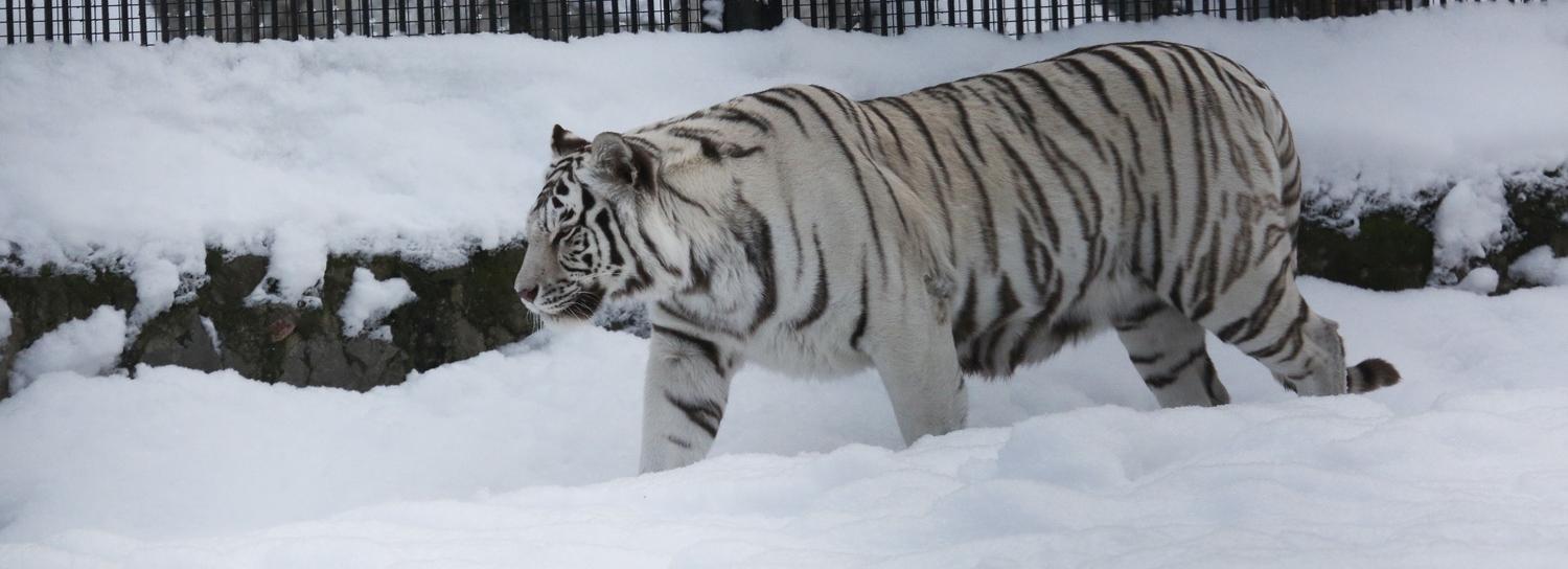 В новосибирском зоопарке отметили 17-летие тигра, приехавшего из Франции