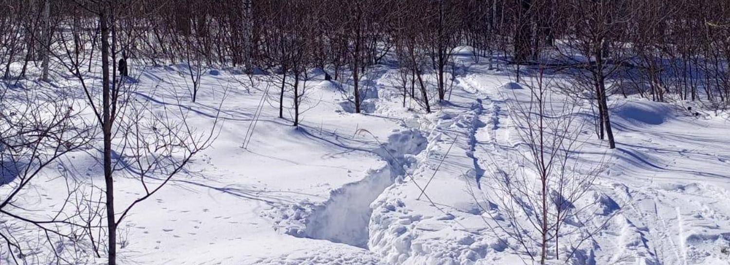 Браконьеры-лыжники зарезали двух косуль в заказнике под Новосибирском