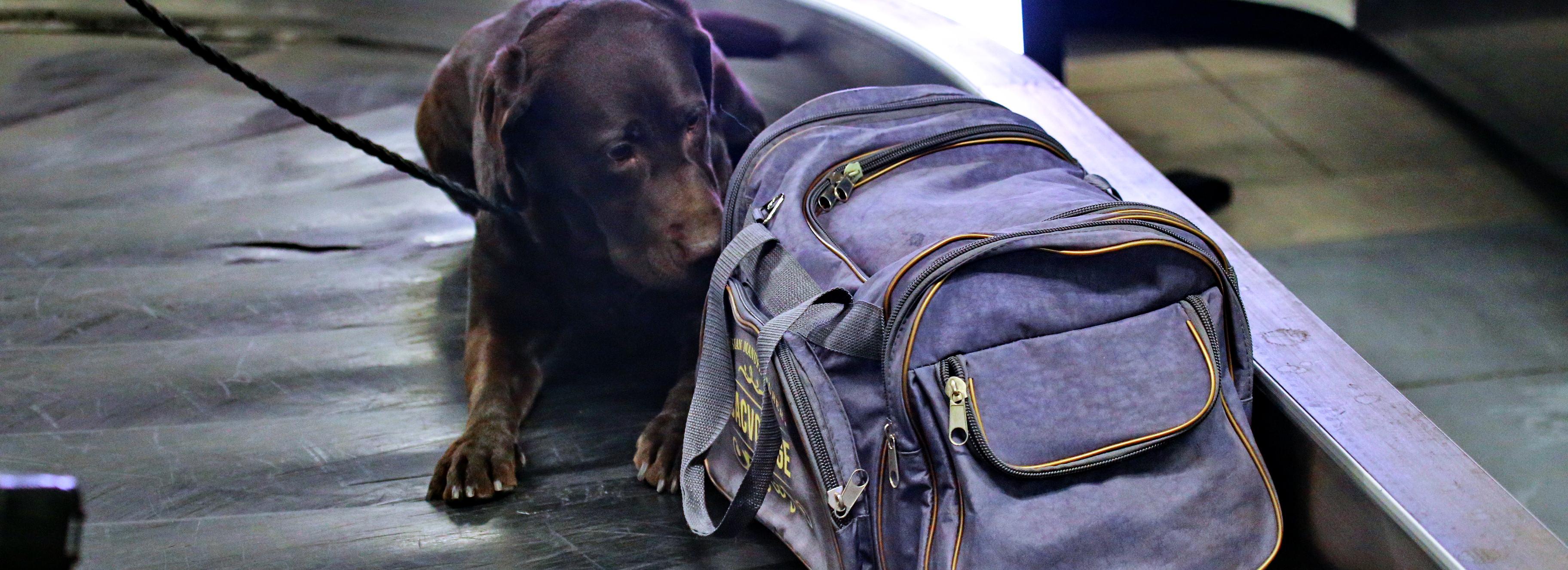 Собака Эмма «перехватила» 900 тысяч в аэропорту Толмачёво