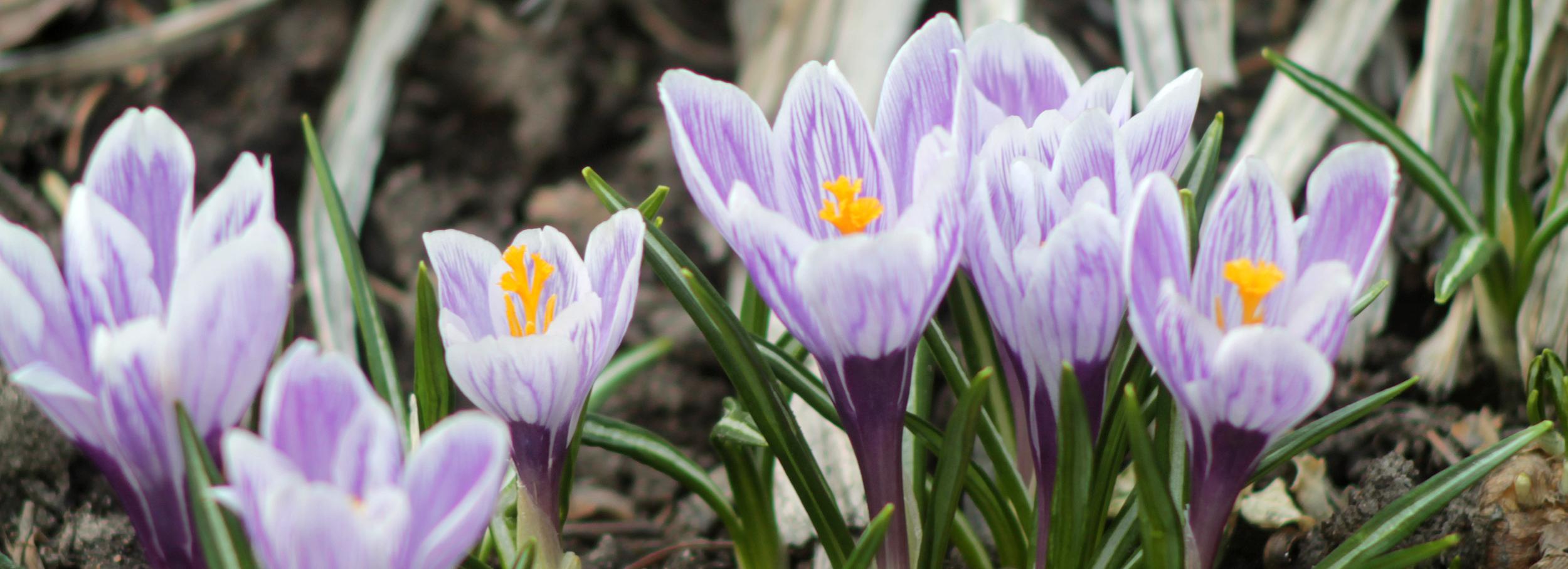 Если вы пропустили: раритет с 9 мая, первые цветы и беговые лошадки