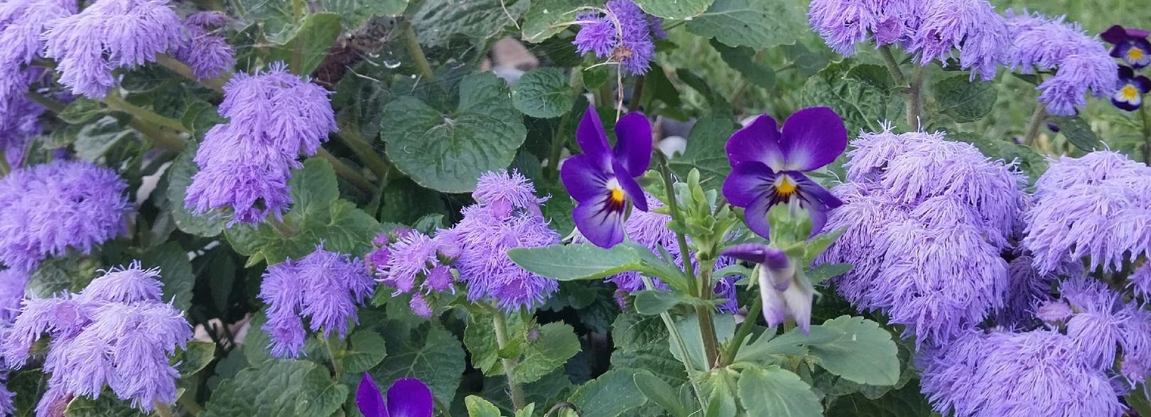 Конкурс на самую красивую клумбу Новосибирска: ЖК «Акация на Ватутина»