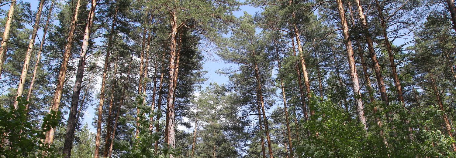 Дерево года предлагают выбрать новосибирцам