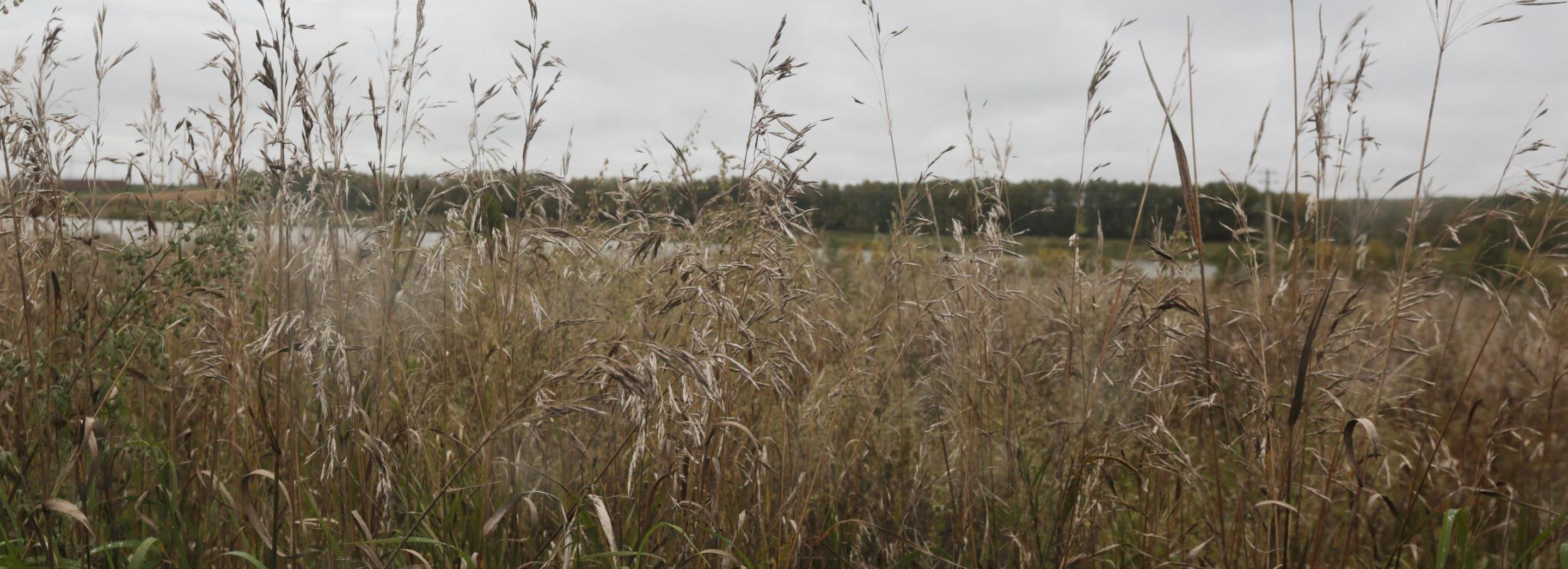 Режим ЧС из-за засухи ввели уже в 13 районах Новосибирской области