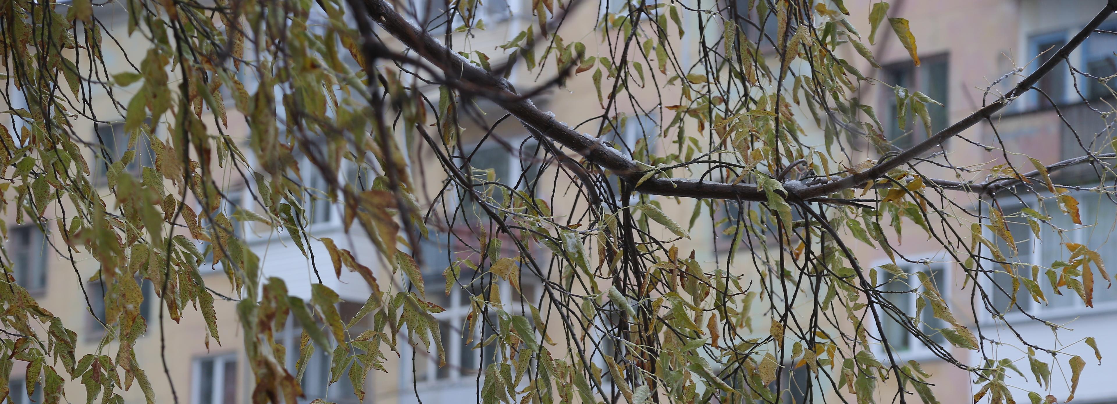 Сильный ветер повалил несколько деревьев в Новосибирске