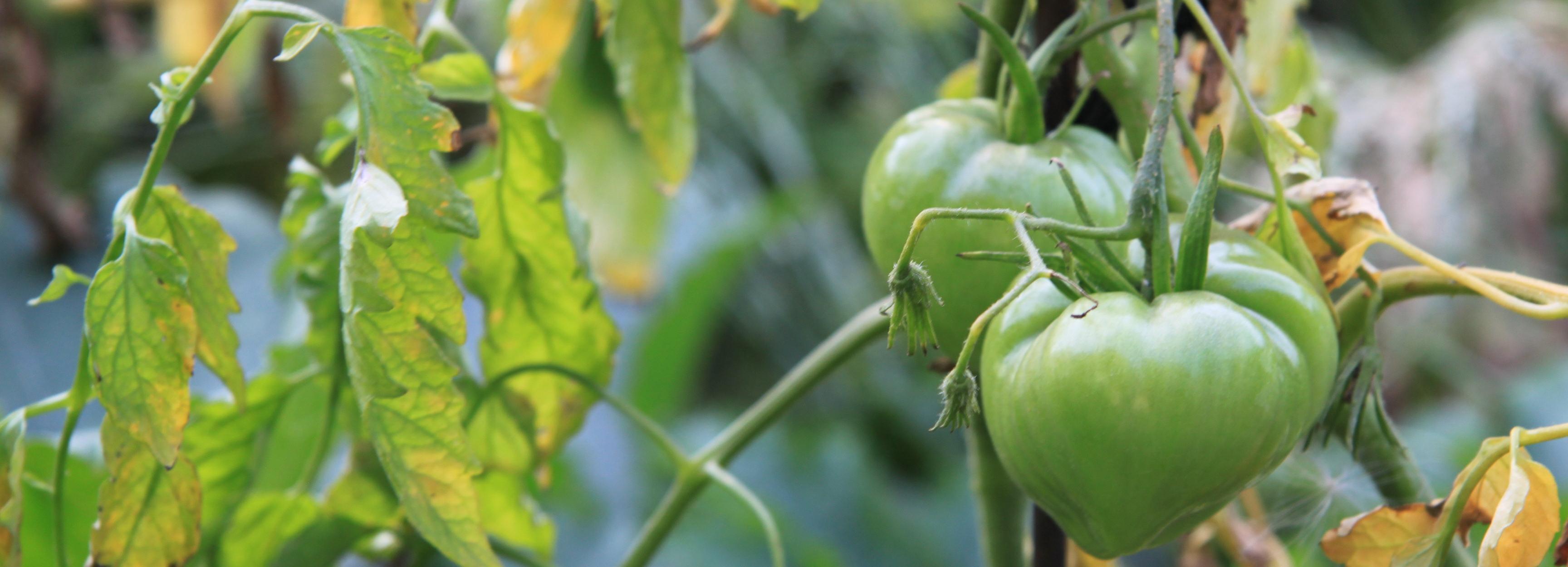 Дачные автобусы начнут ходить с 22 апреля в Новосибирске