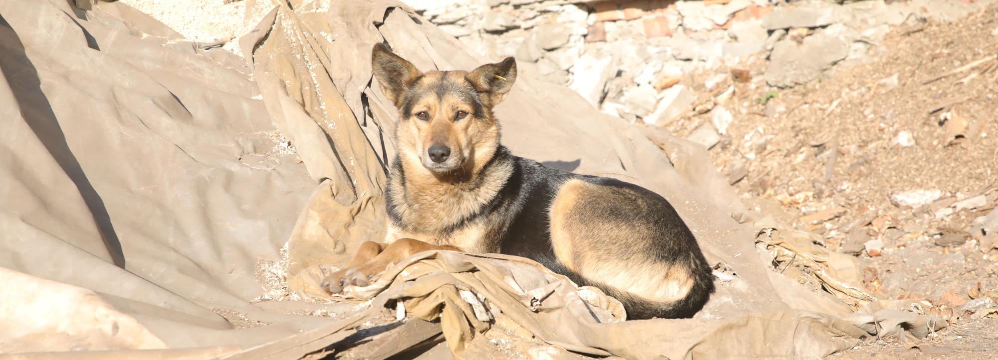 Охраняющих полигоны бездомных собак возьмут в штат МУП «САХ»