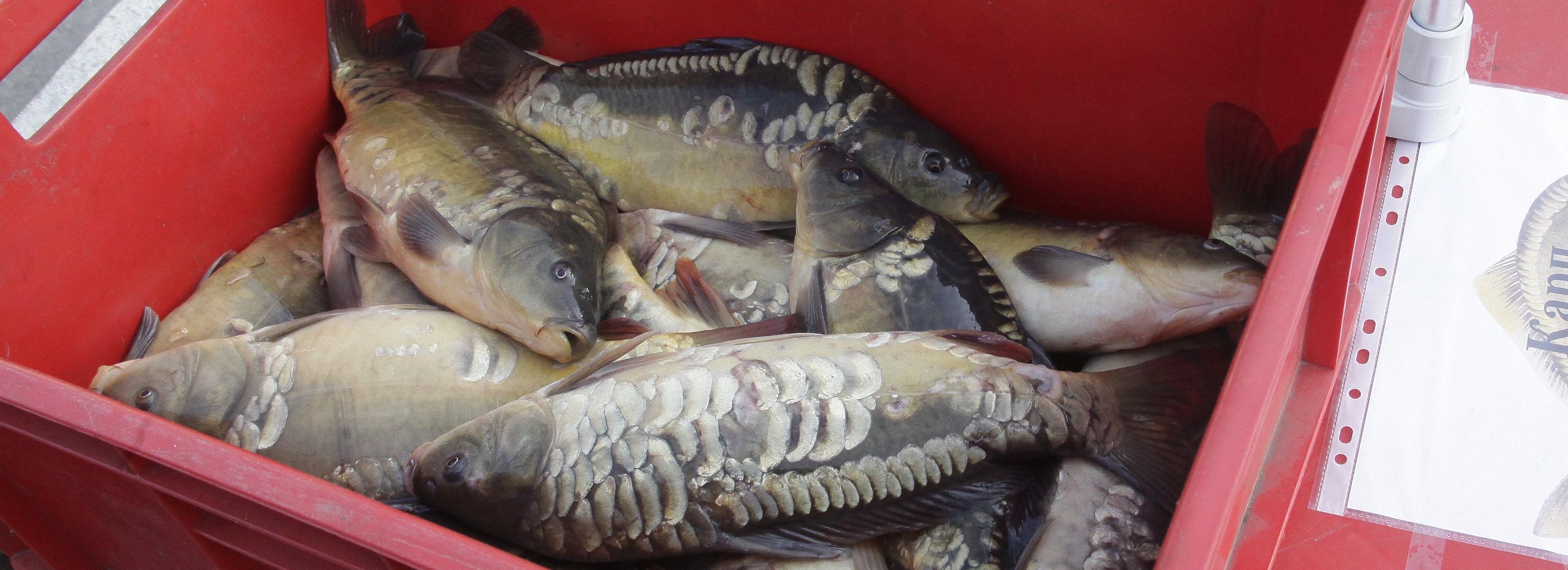 Зеркальные карпы и душистые яблоки: осенняя ярмарка захватила пл. Маркса