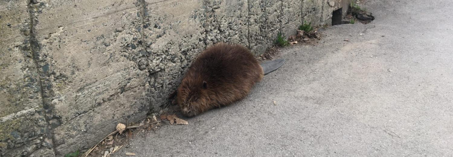В знаменитом семействе бобров из парка на ОбьГЭСе произошла трагедия