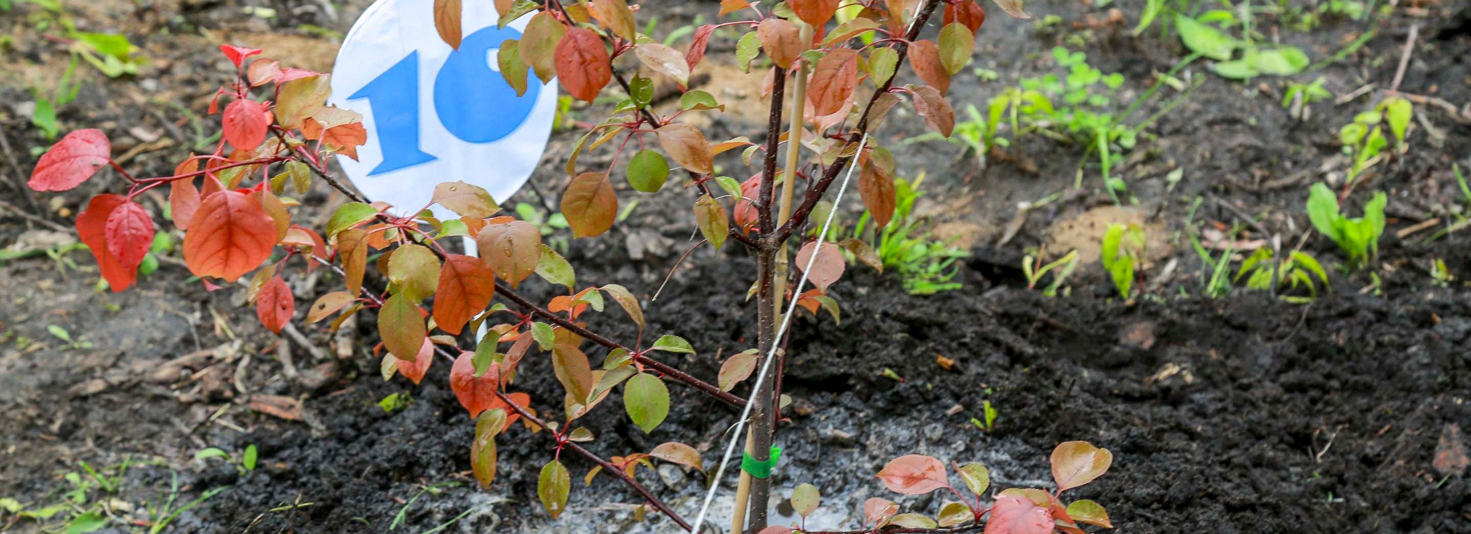 12 тысяч растений высадили для восстановления парков Новосибирска