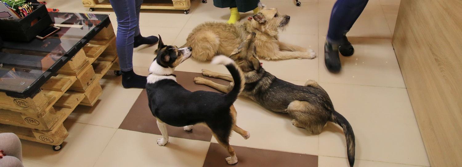 Забавную одежду для собачников создали в новосибирском пёсокафе