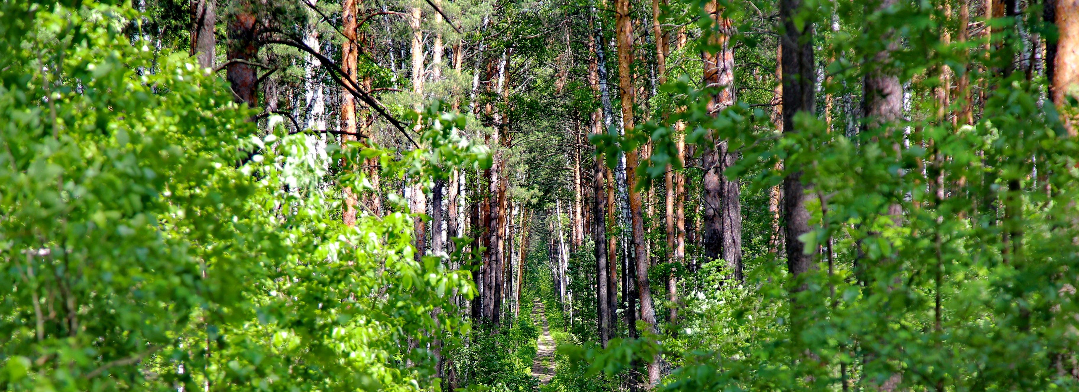Четверых заблудившихся грибников вывели из лесов Новосибирской области