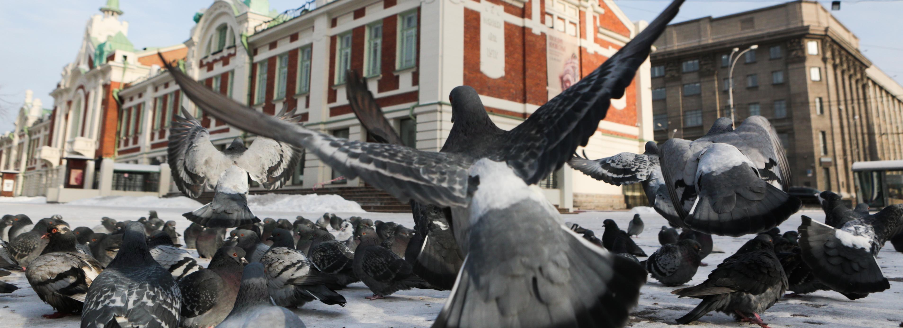 Нетипичную для февраля погоду с капелью обещают новосибирцам