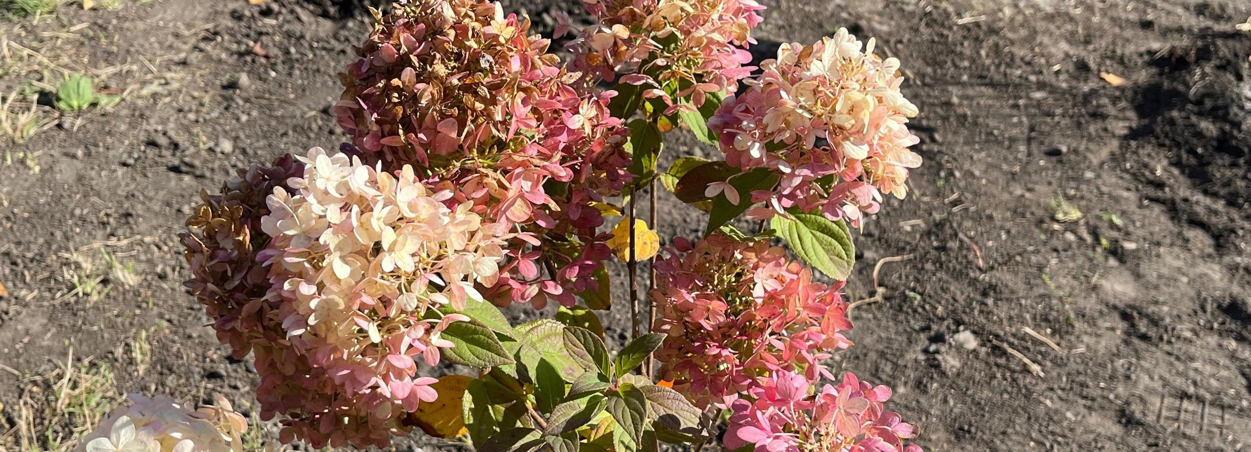 Дизайнерскую клумбу с елями высадили возле школы в Бронном переулке
