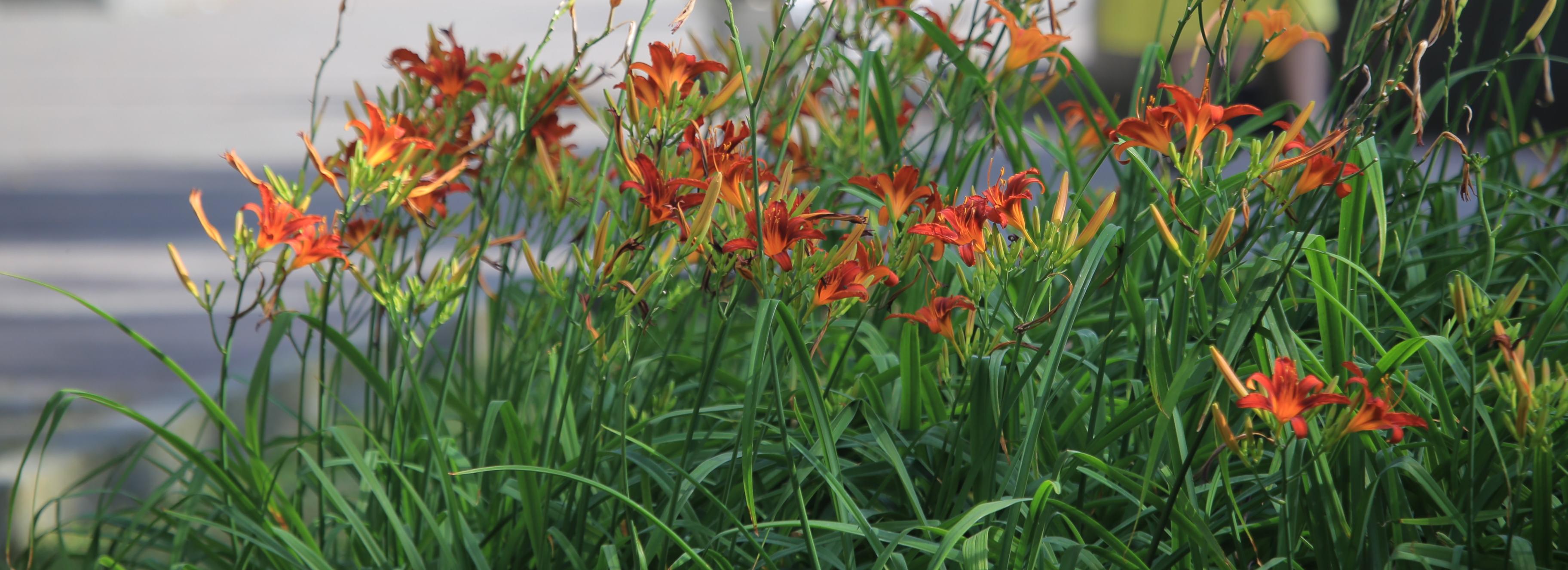 «Человека-червяка» прогнали с цветочной клумбы в Новосибирске