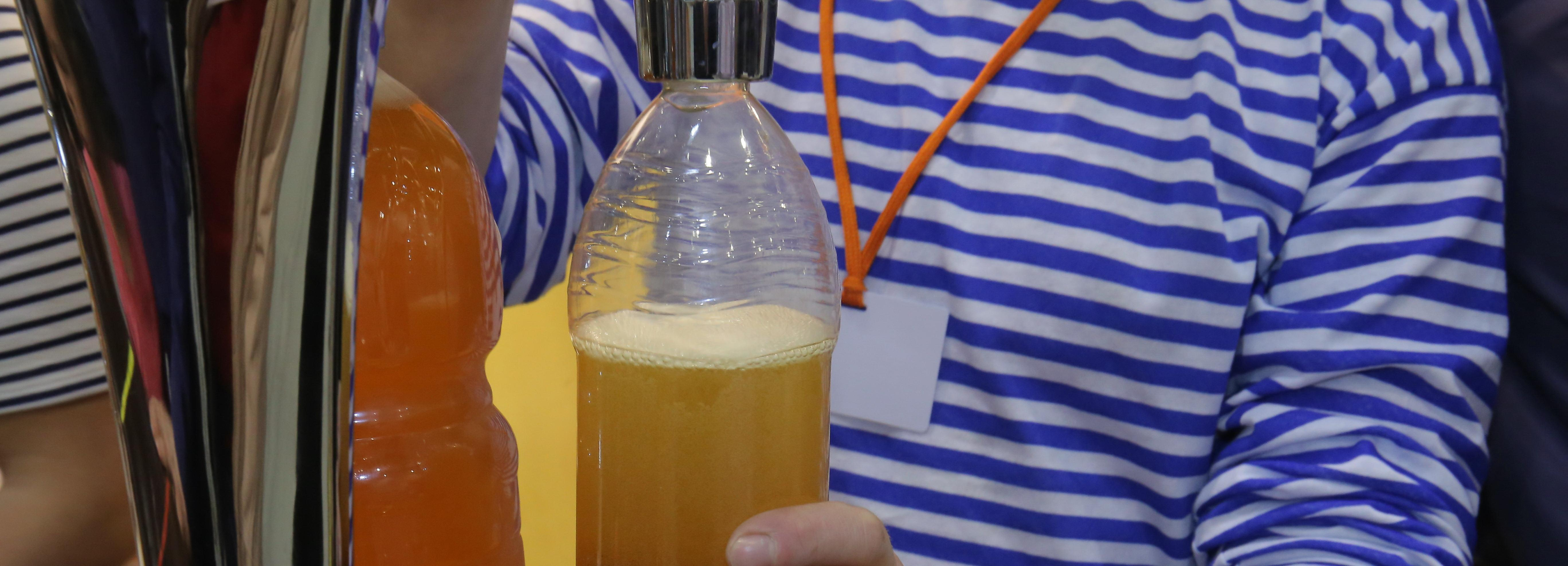 Новые сорта пивоваренного хмеля выводят генетики из Новосибирска