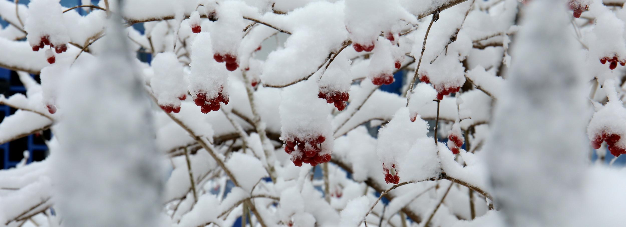 Циклон с Атлантики несёт в Новосибирск тёплую погоду со снегопадом