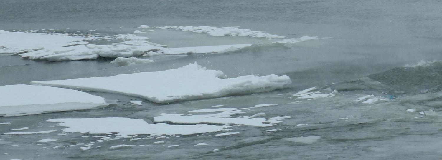 Хозяин спас собаку, которая провалилась под лёд на Оби