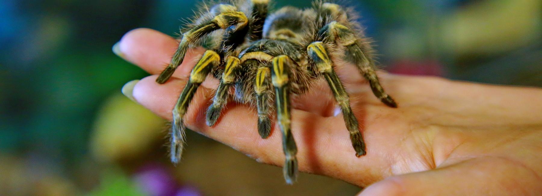 Яд пауков-птицеедов применяют для защиты растений новосибирские учёные