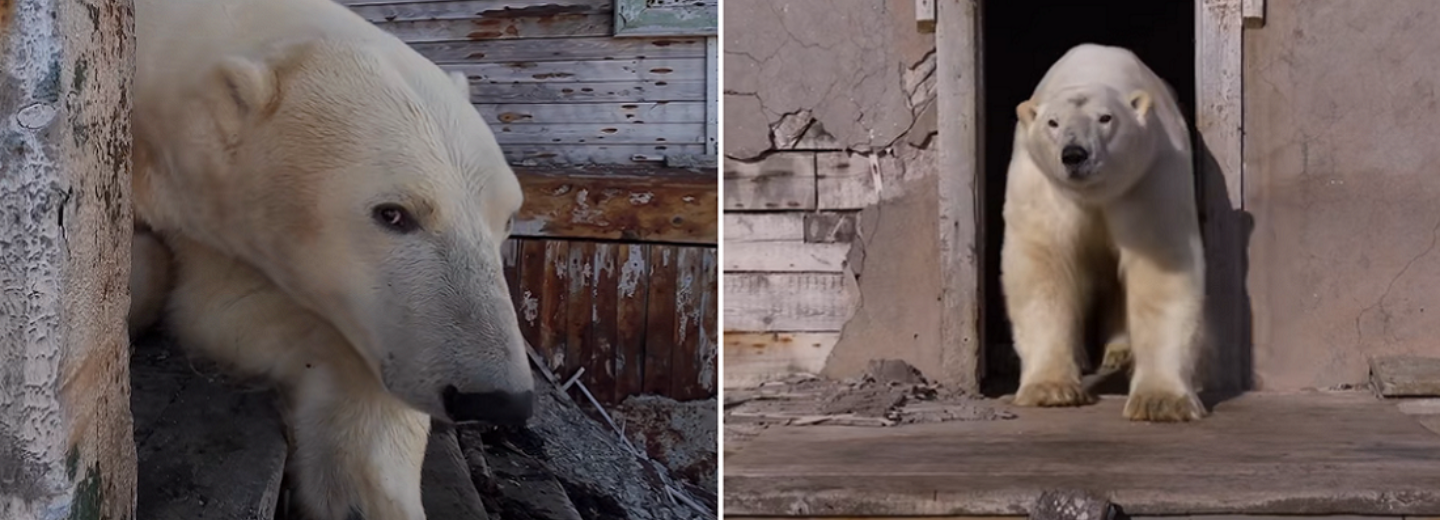 Новосибирский фотограф показал белых медведей на заброшенной метеостанции