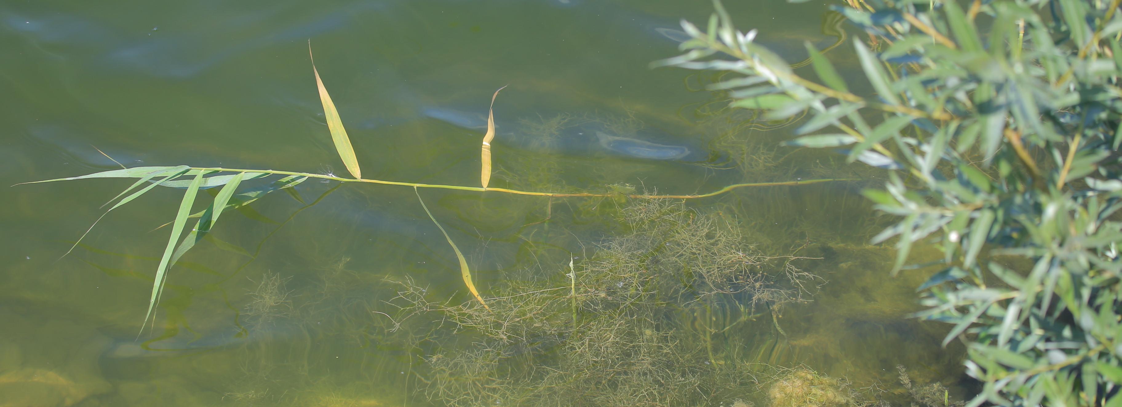 «Ноги запутались в траве»: как утонул мальчик в реке Ине в Новосибирске