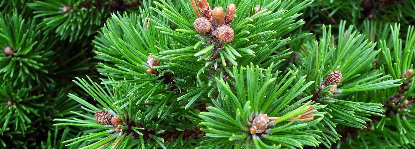 Трёхвековая сосна снова поборется за звание «Дерево года»