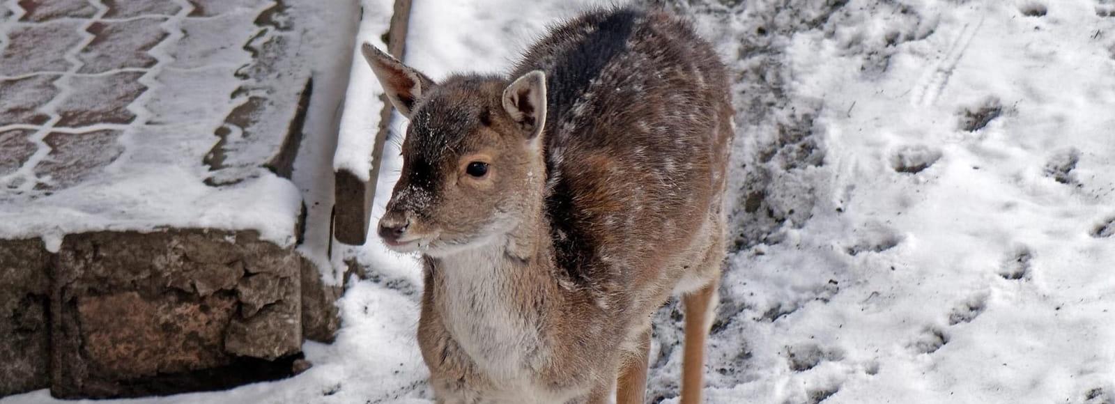 Европейские лани и шотландский бычок появились в Новосибирском зоопарке