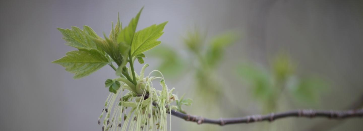 Мечты сбываются: антициклон несёт в Новосибирск потепление до +17