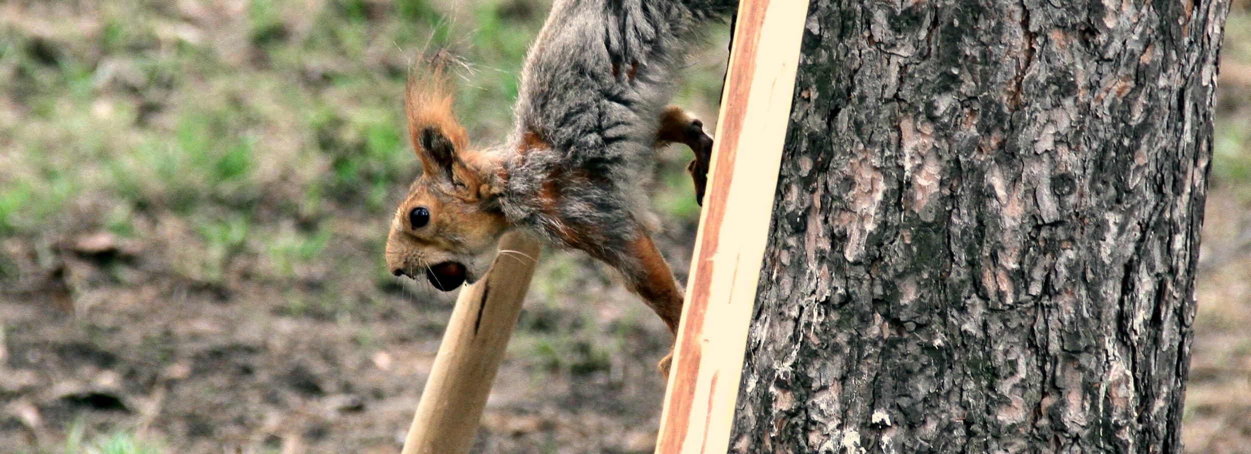 Автоматы с орешками для белок поставили в Академгородке
