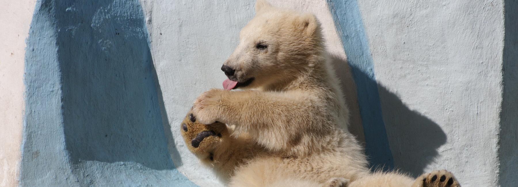 Новосибирский зоопарк продлил работу до 23:00