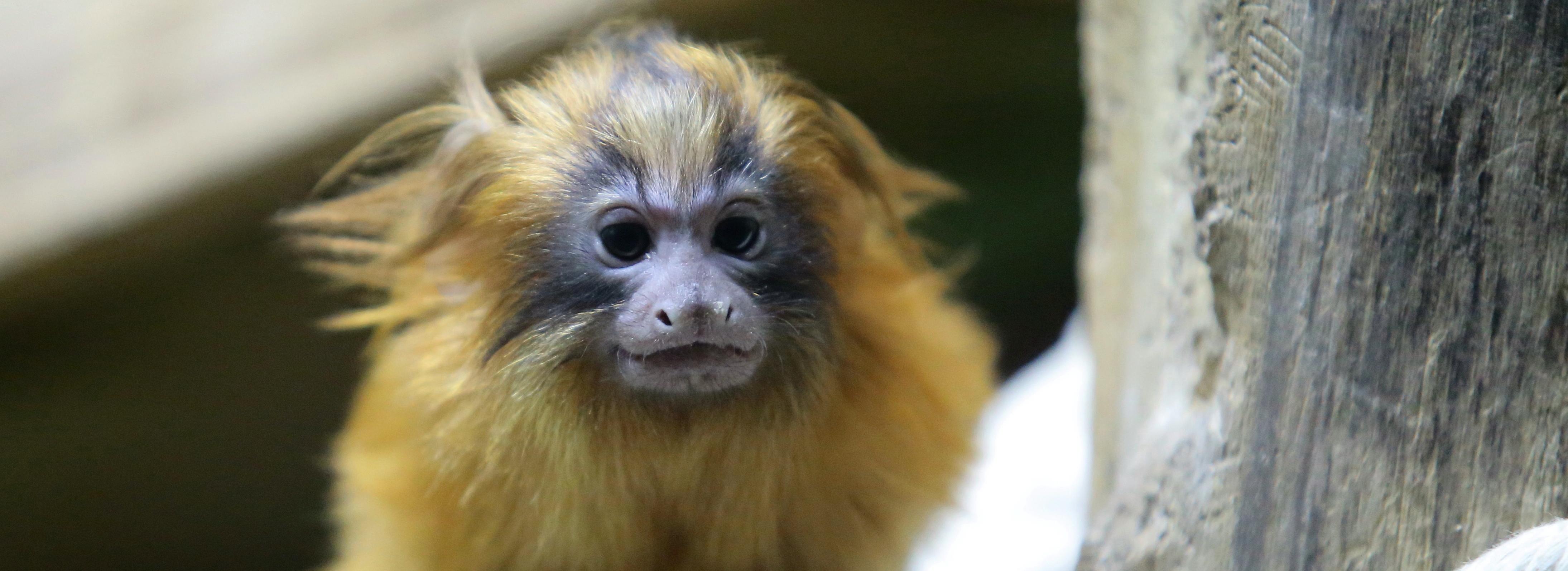 Обезьянок с усами и гривами отправили из Новосибирска в Калугу