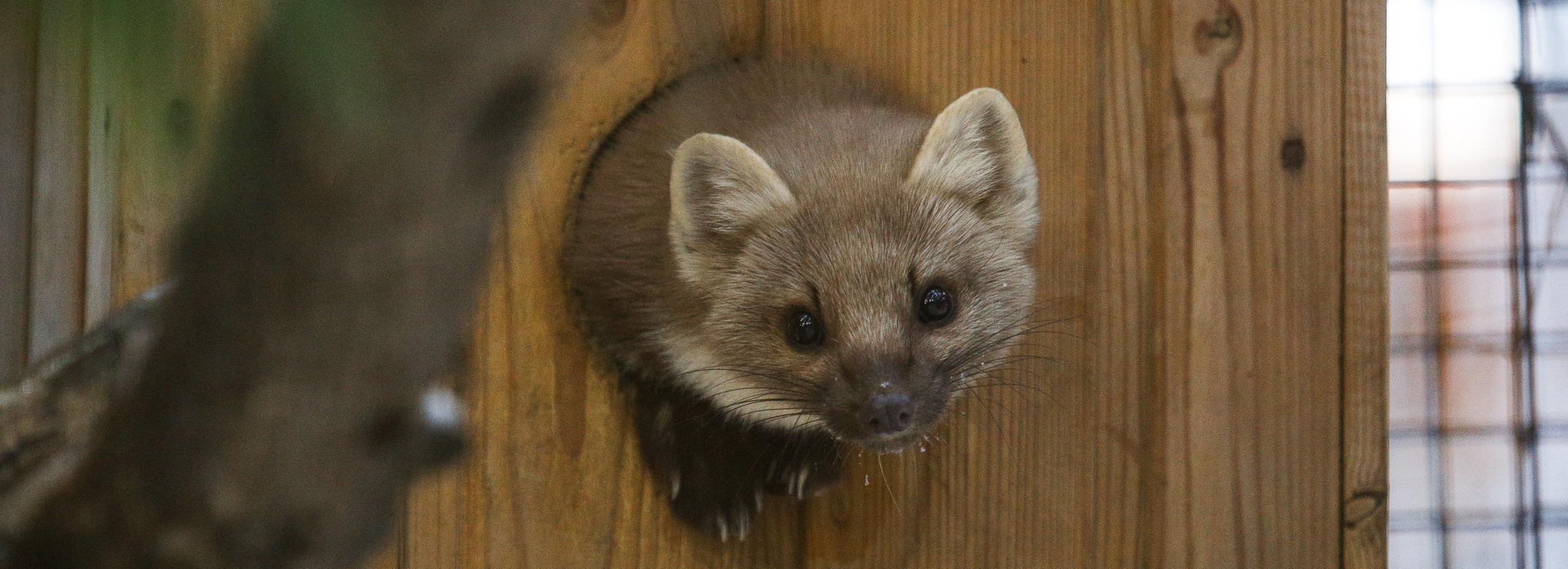 Конкурс ёлочных игрушек-зверюшек объявили в Новосибирском зоопарке