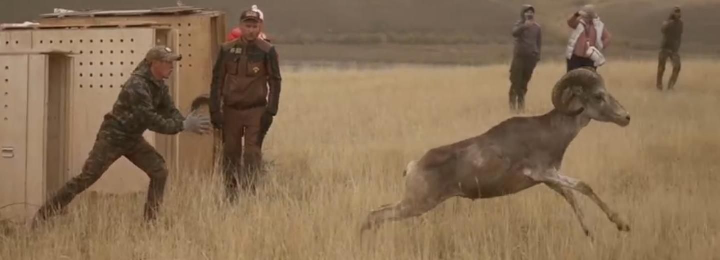 Удивительных горных баранов выпустил на волю новосибирский зоопарк