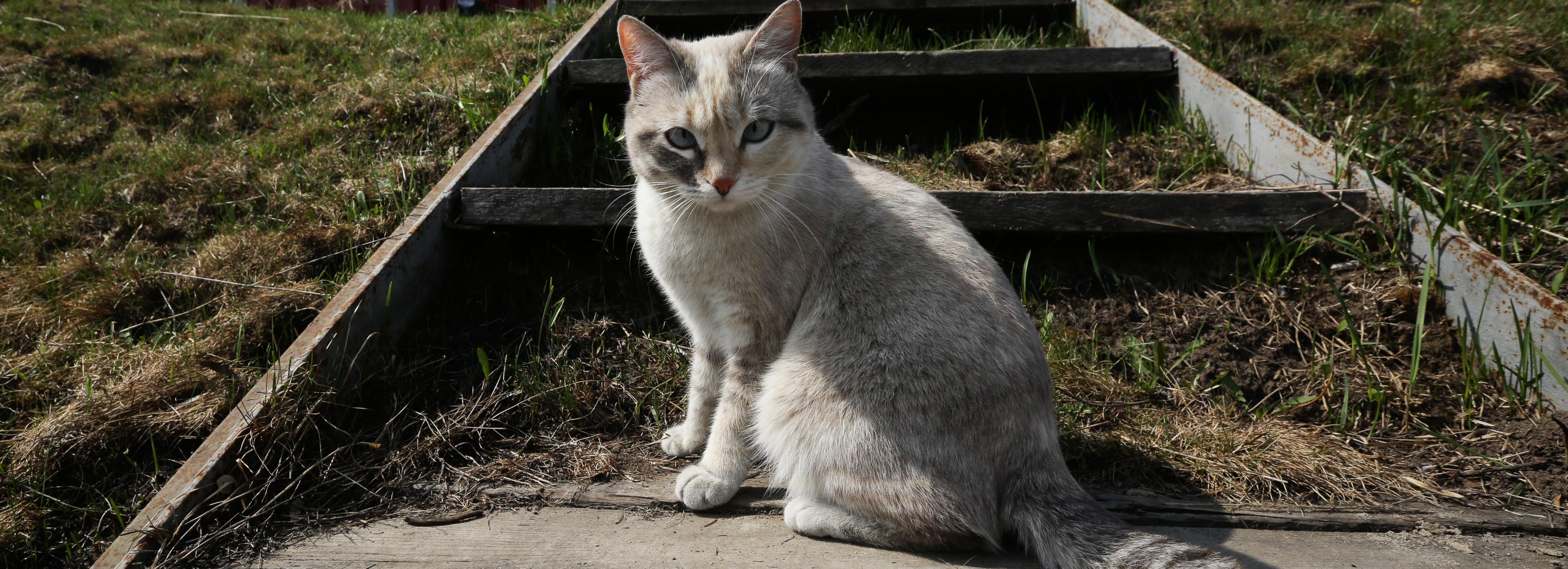 Как уговорить кошку спуститься с дерева — лайфхаки от спасателей