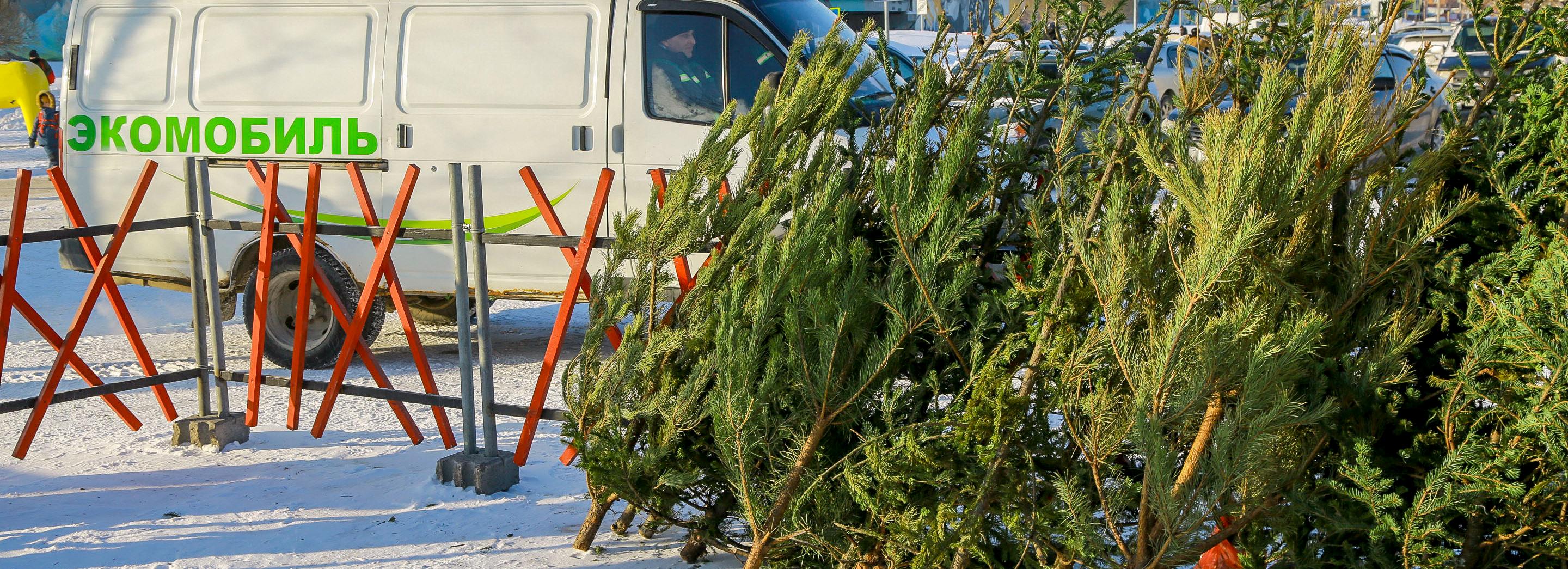 На дрова и сувениры: как новосибирцы утилизируют ёлки