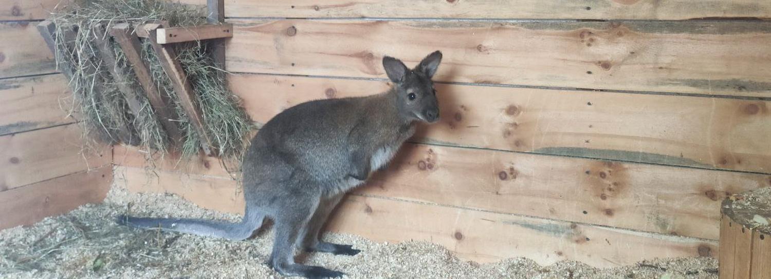 Кто в сумке живёт: в зоопарке на Затулинке родился кенгурёнок