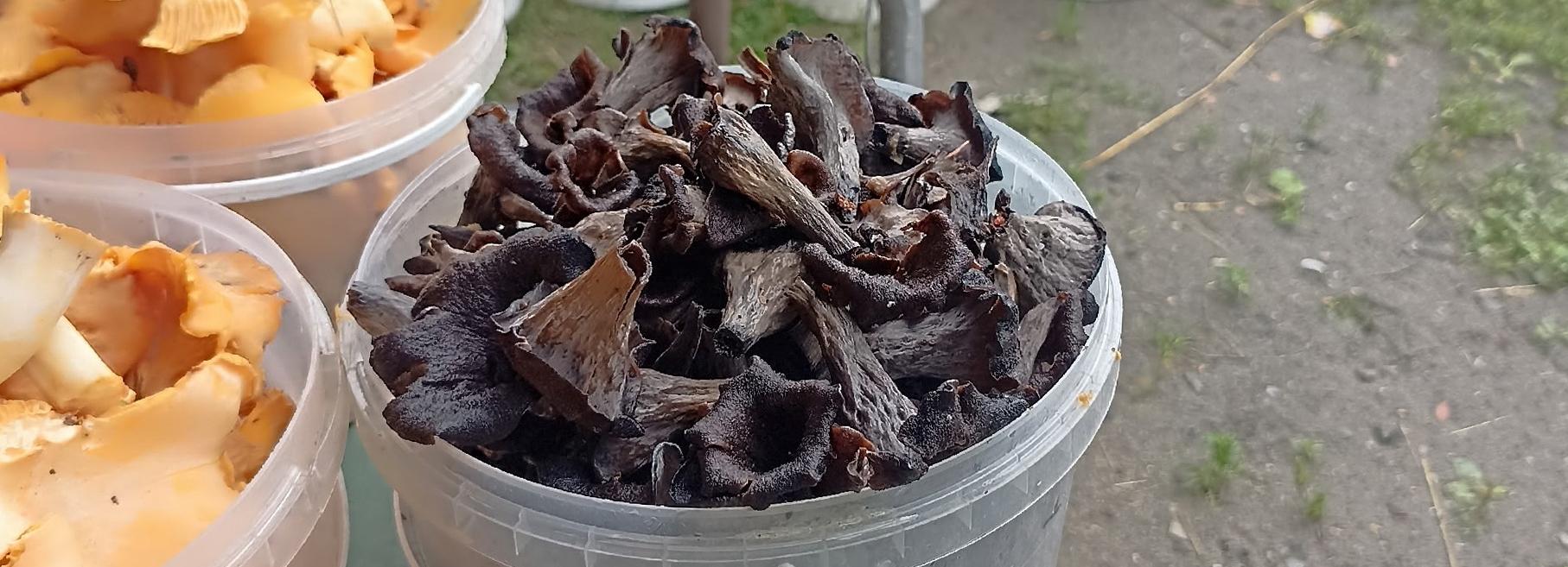 Собираем вёдрами: новосибирцы распробовали загадочные чёрные лисички