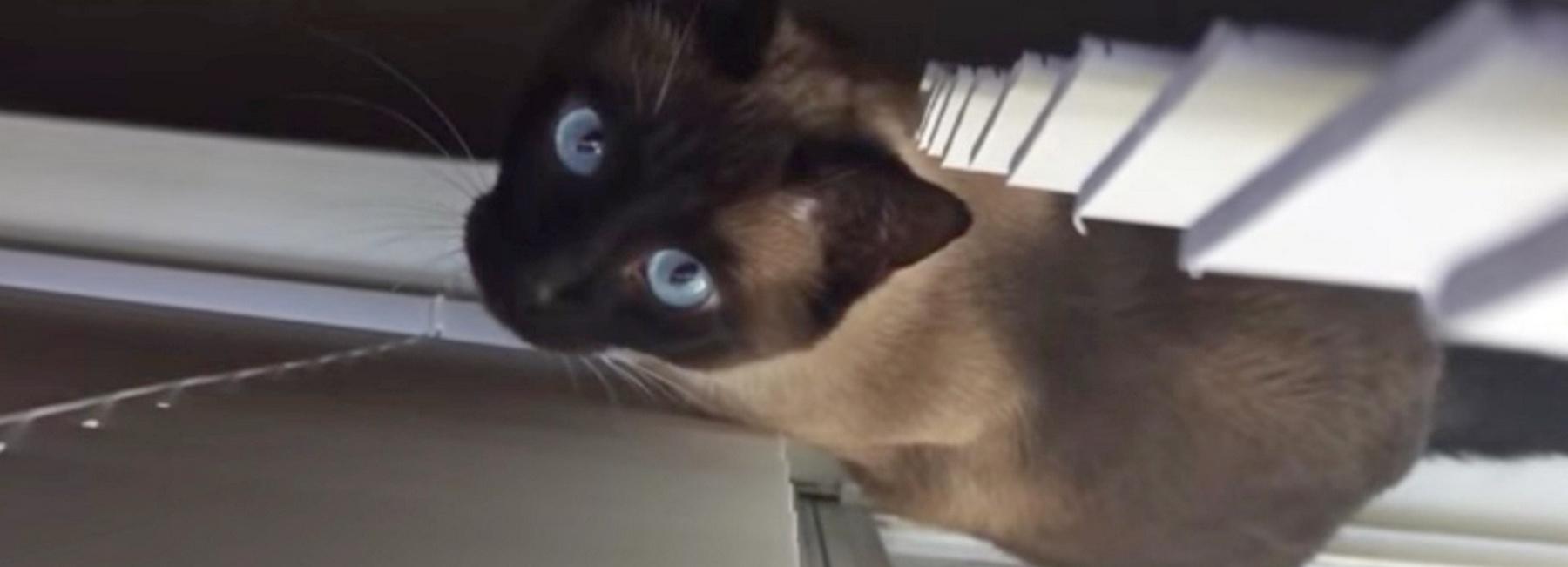 18 голубоглазых кошек спасают новосибирцы из квартиры умершей хозяйки