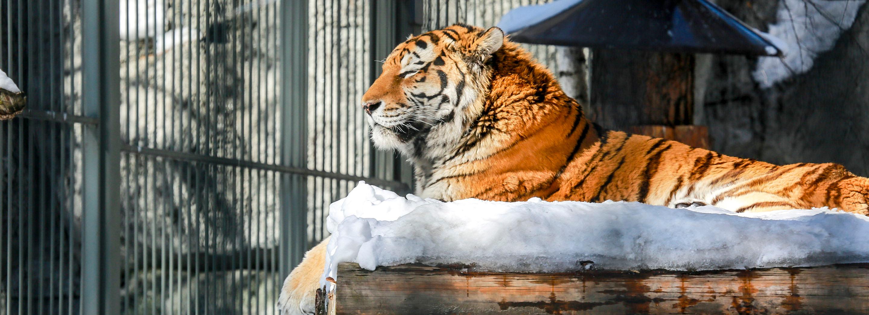 Зоопарк открывает бесплатный вход для пенсионеров и инвалидов