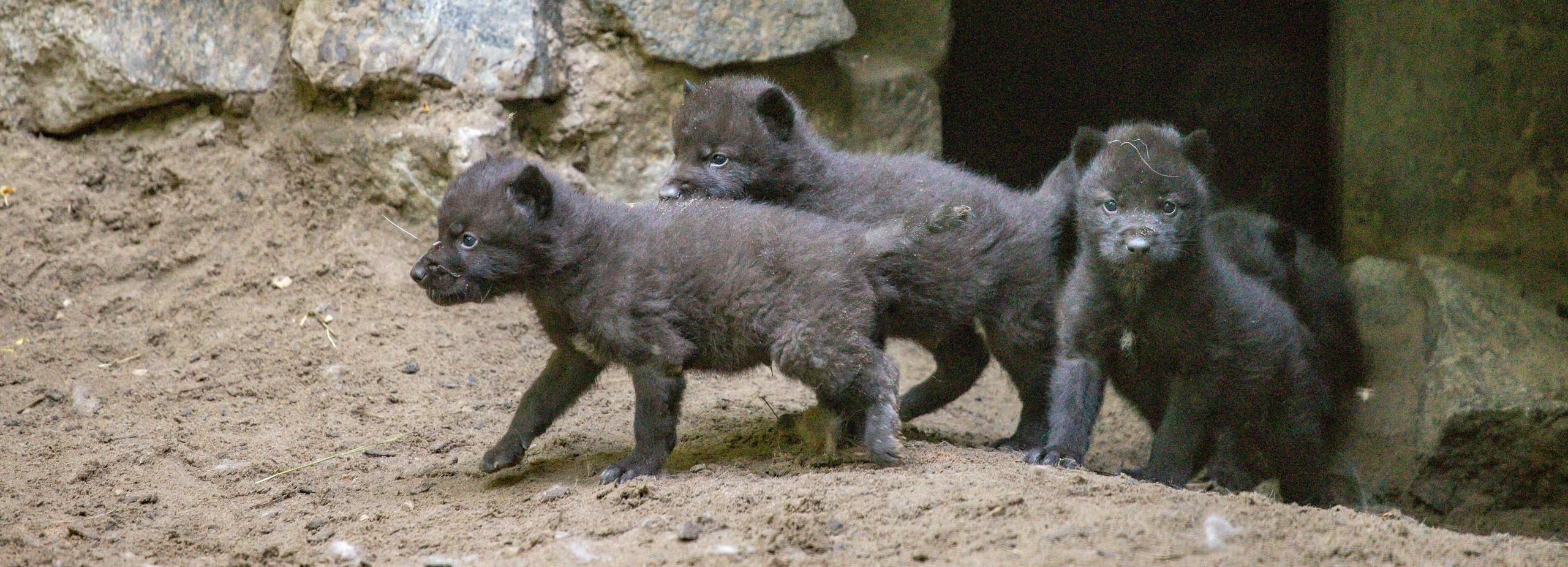 Пять угольно-чёрных волчат родились в Новосибирском зоопарке
