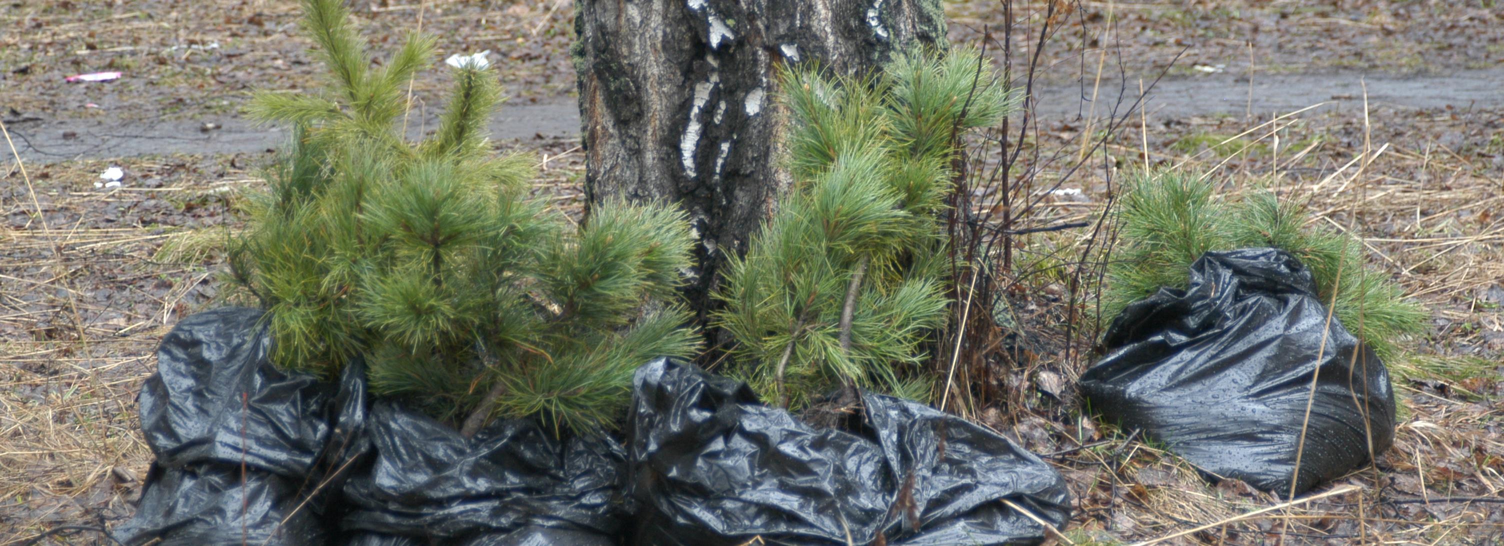 Депутат предложил сделать региональной акцию «Кедр в каждый дом»