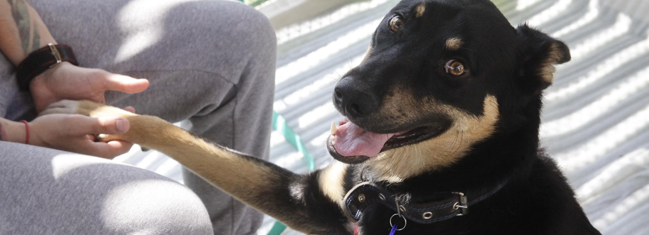 Самый эффективный способ защитить собаку от клеща — мнение ветеринара