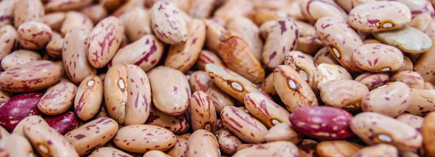 Личинки зерновок впервые завезли в Новосибирск в таджикской фасоли