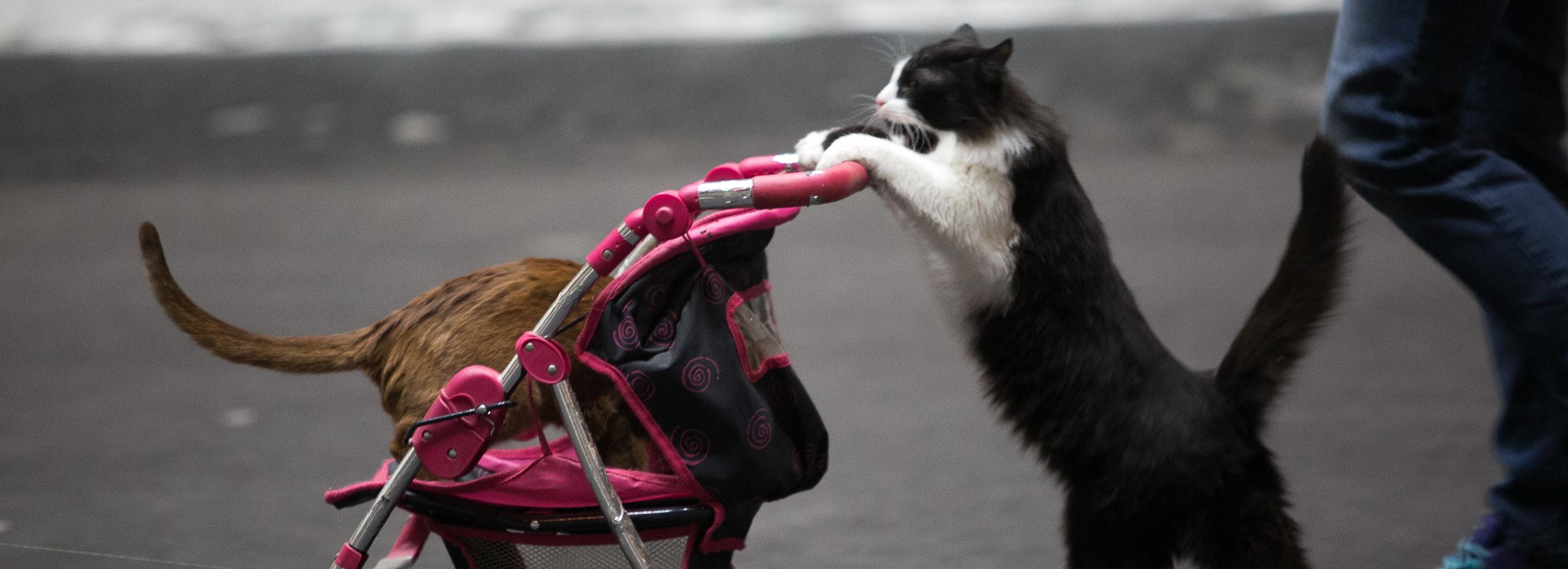 Хэй, хвостатый, выйди из кадра: как коты попадают в Новосибирские новости