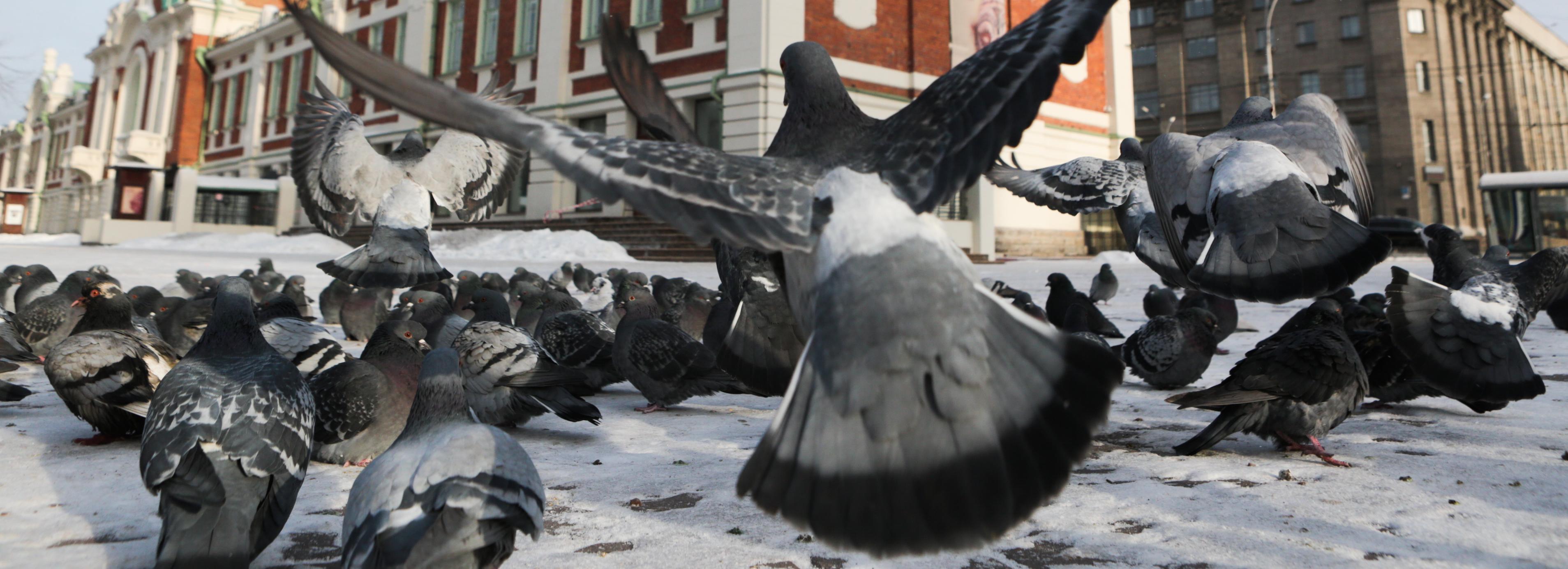 Какое зерно лучше сыпать в кормушки птицам зимой